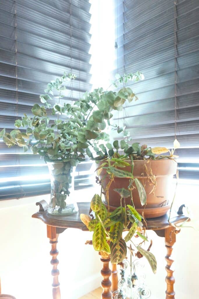 eucalyptus leaves in a vase to illustrate eucalyptus in shower benefits 