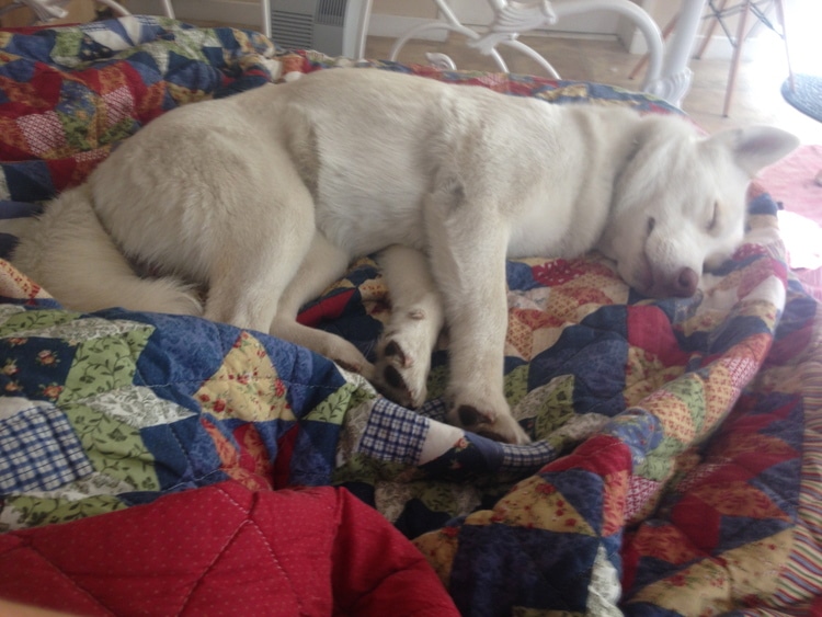 white dog laying on a colorful quilt