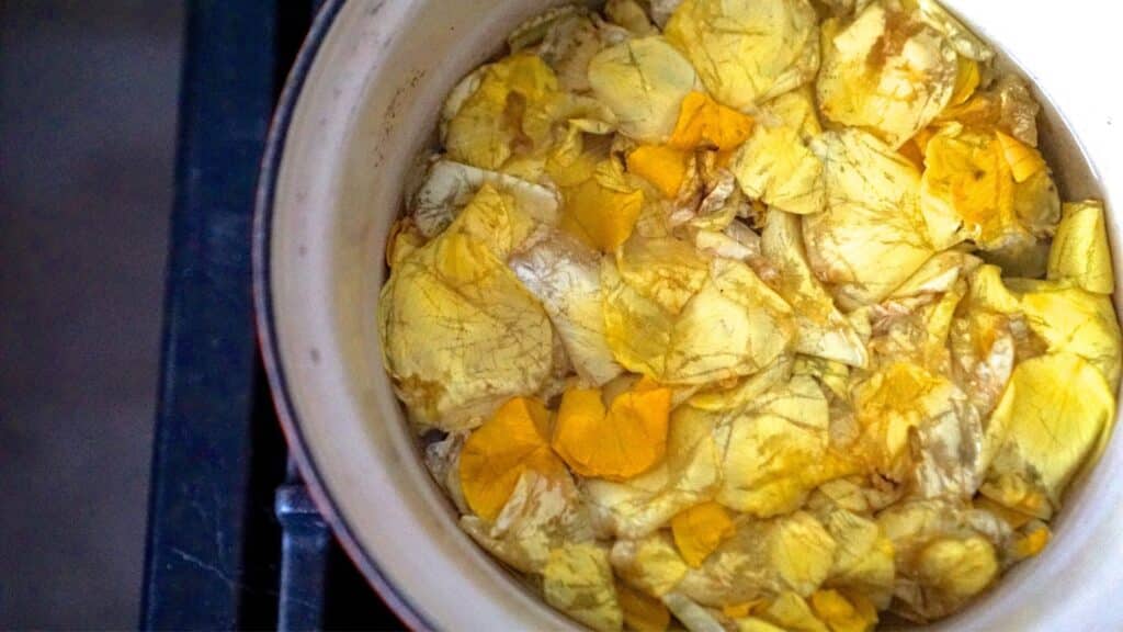 Roses steeping in a pot to make homemade rose water