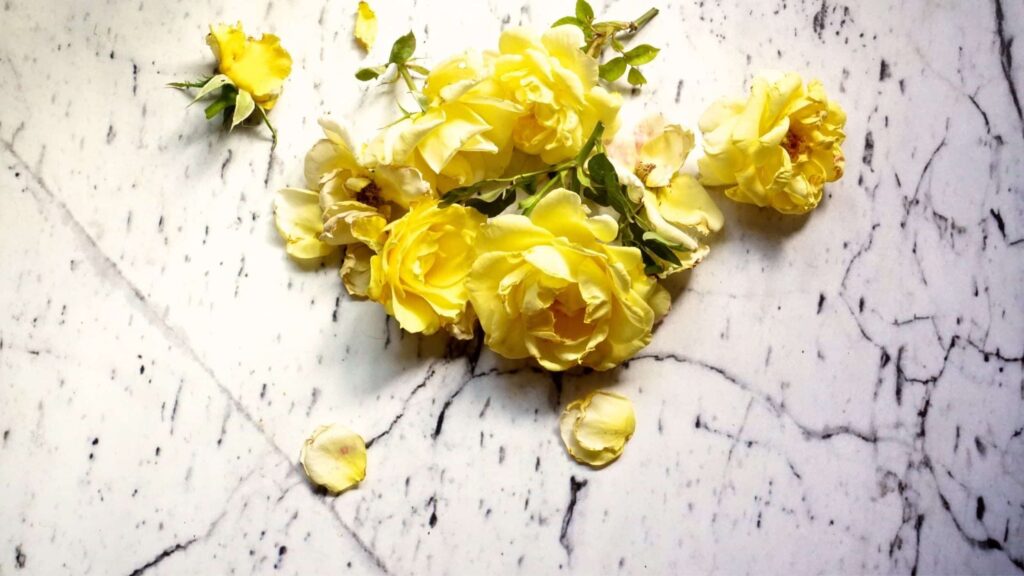 Roses used in rose water recipe