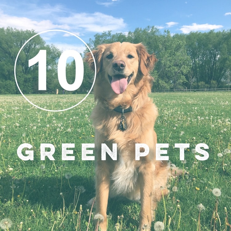 Day 10 of the Zero Waste Challenge: Green Pets