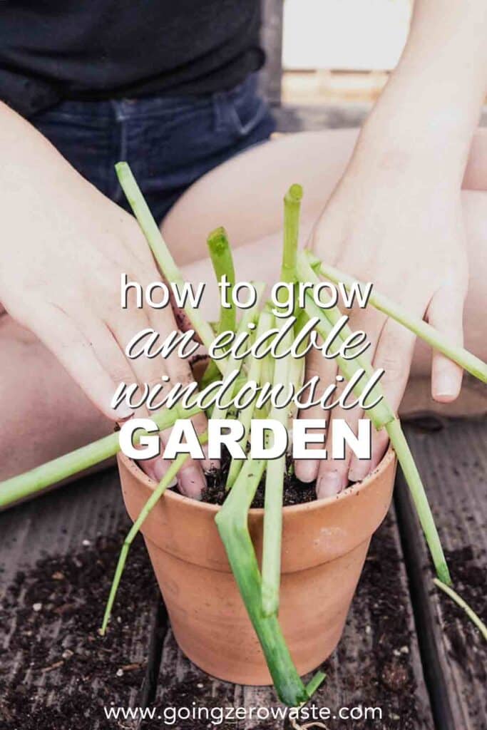 Window Planting: How to Grow an Edible Windowsill Garden