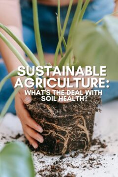 Sustainable Agriculture: What's the Deal With Soil Health? sustainable agriculture
