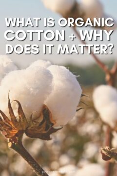 What is Organic Cotton + Why Does It Matter? What is Organic Cotton + Why Does It Matter?