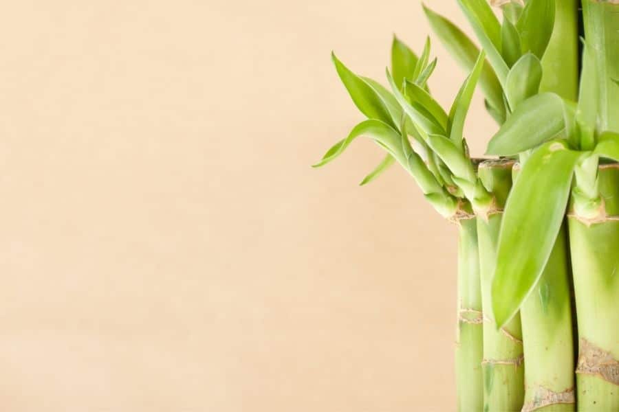 textile bamboo is made from the bamboo plant