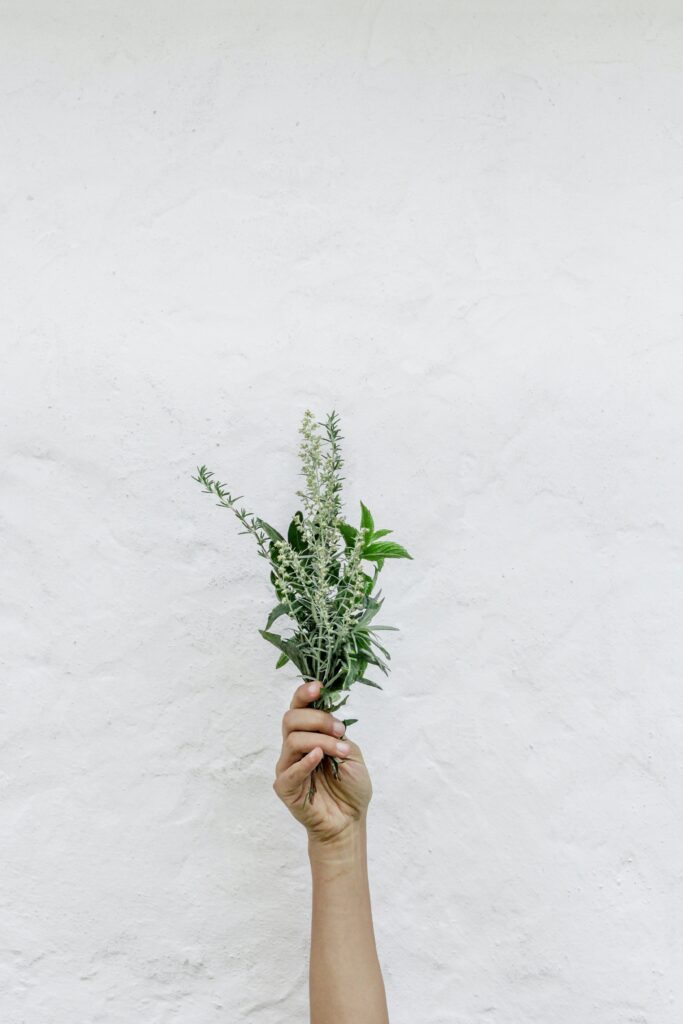 Hand holding herbs to put in a simmering pot.