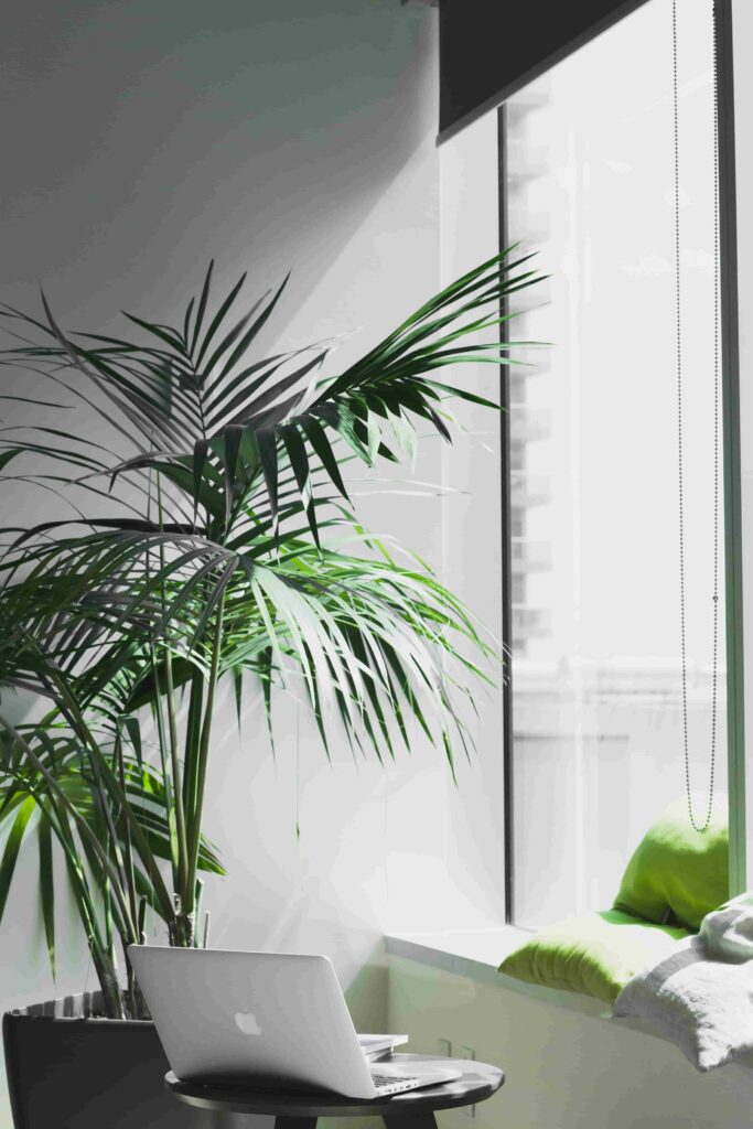 A large indoor tree next to a workspace to illustrate green team ideas.