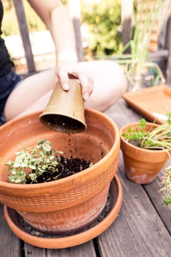 Plants in terracotta planters for window planting.